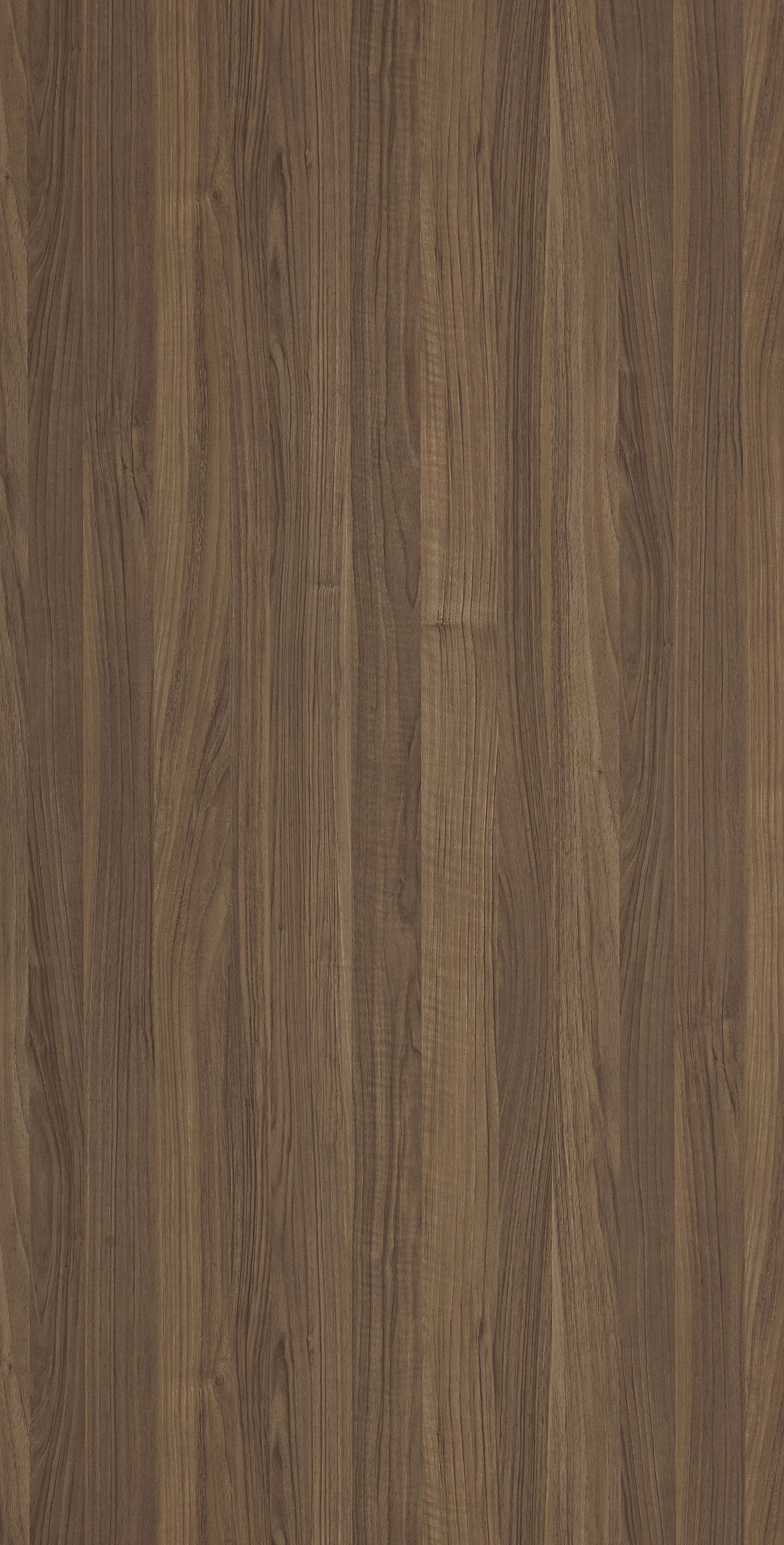European Walnut