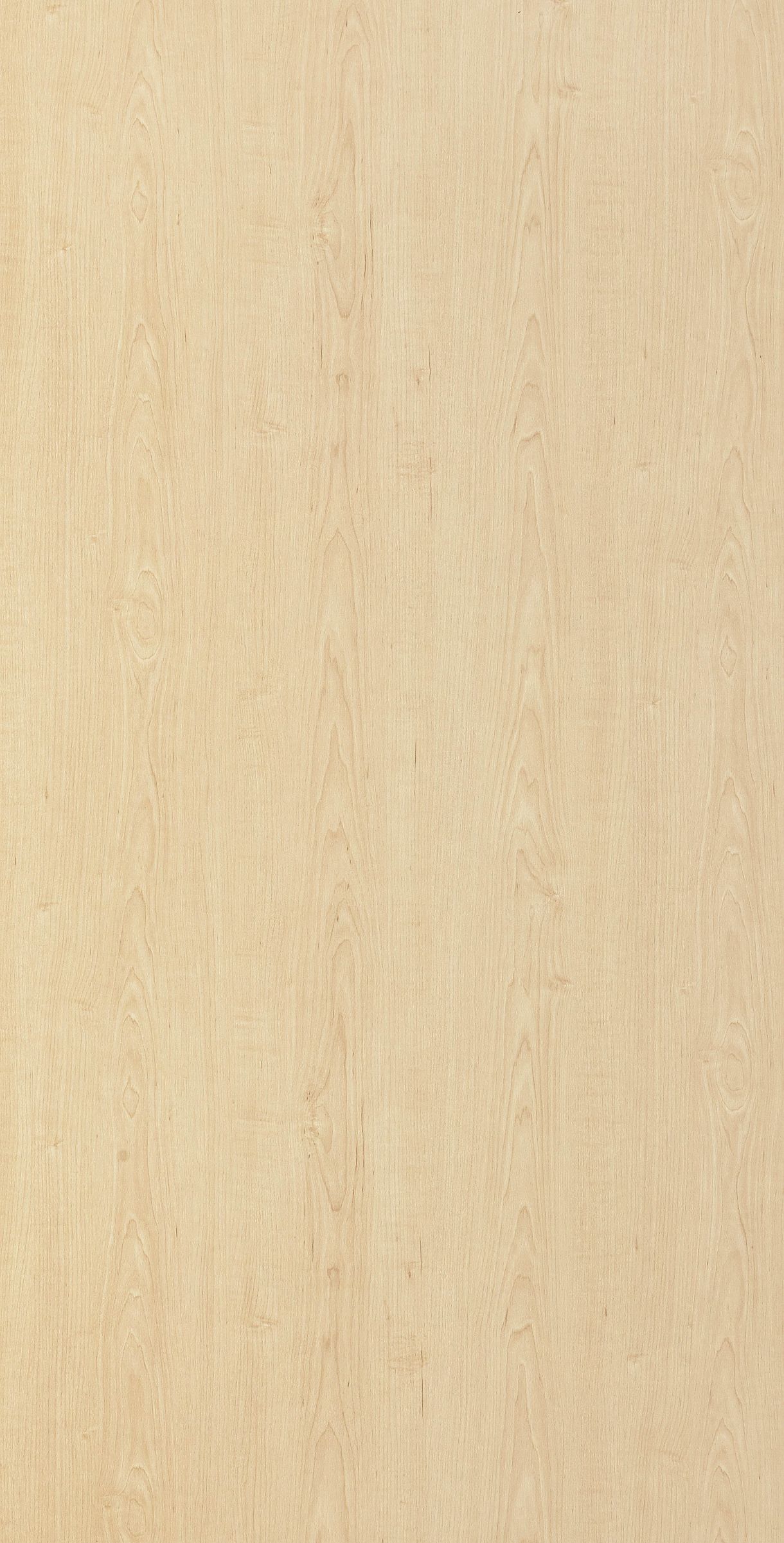 Sazaby Maple