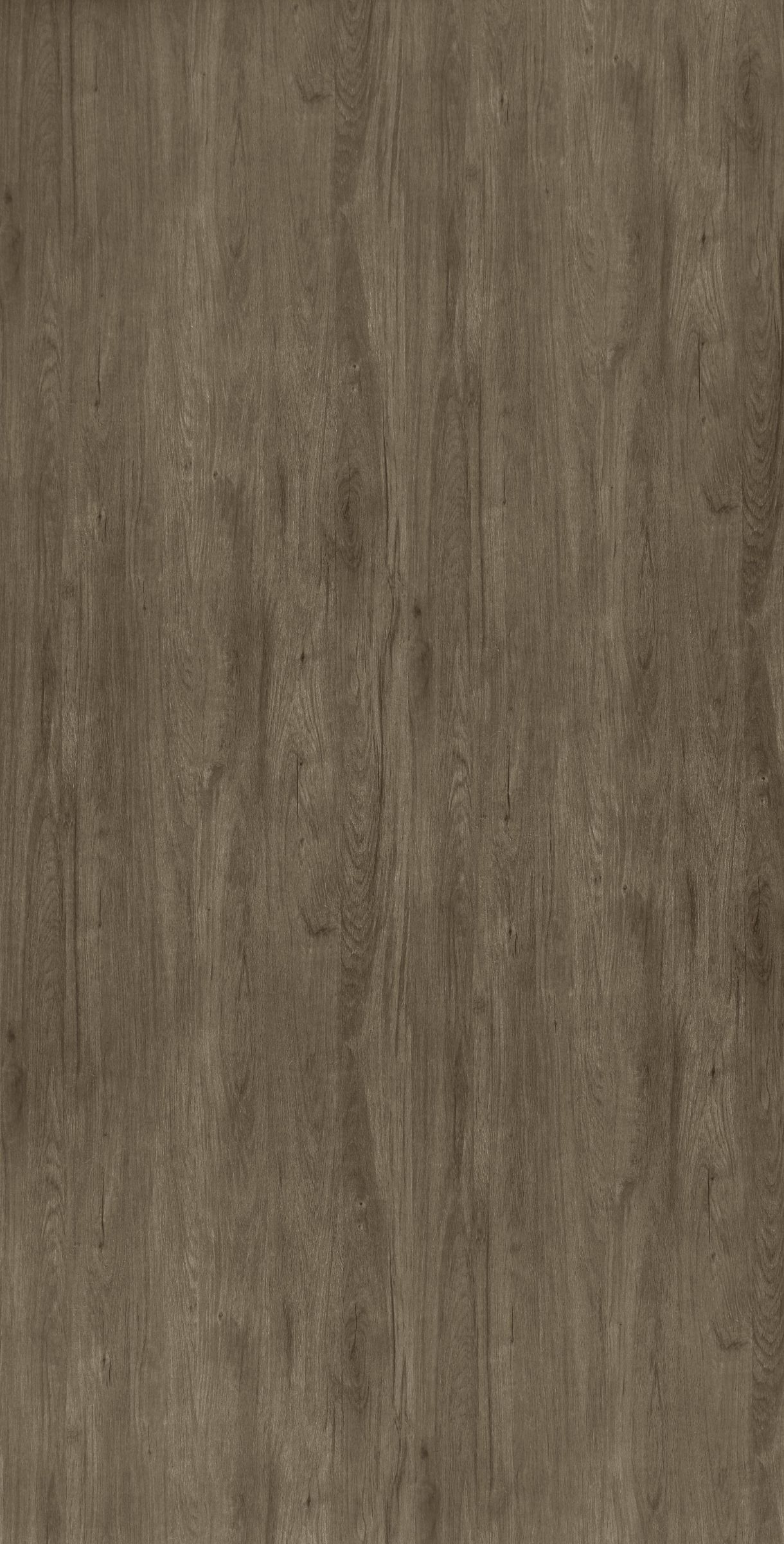 Laurel Oak