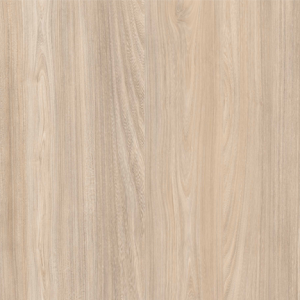 Bolzano Elm