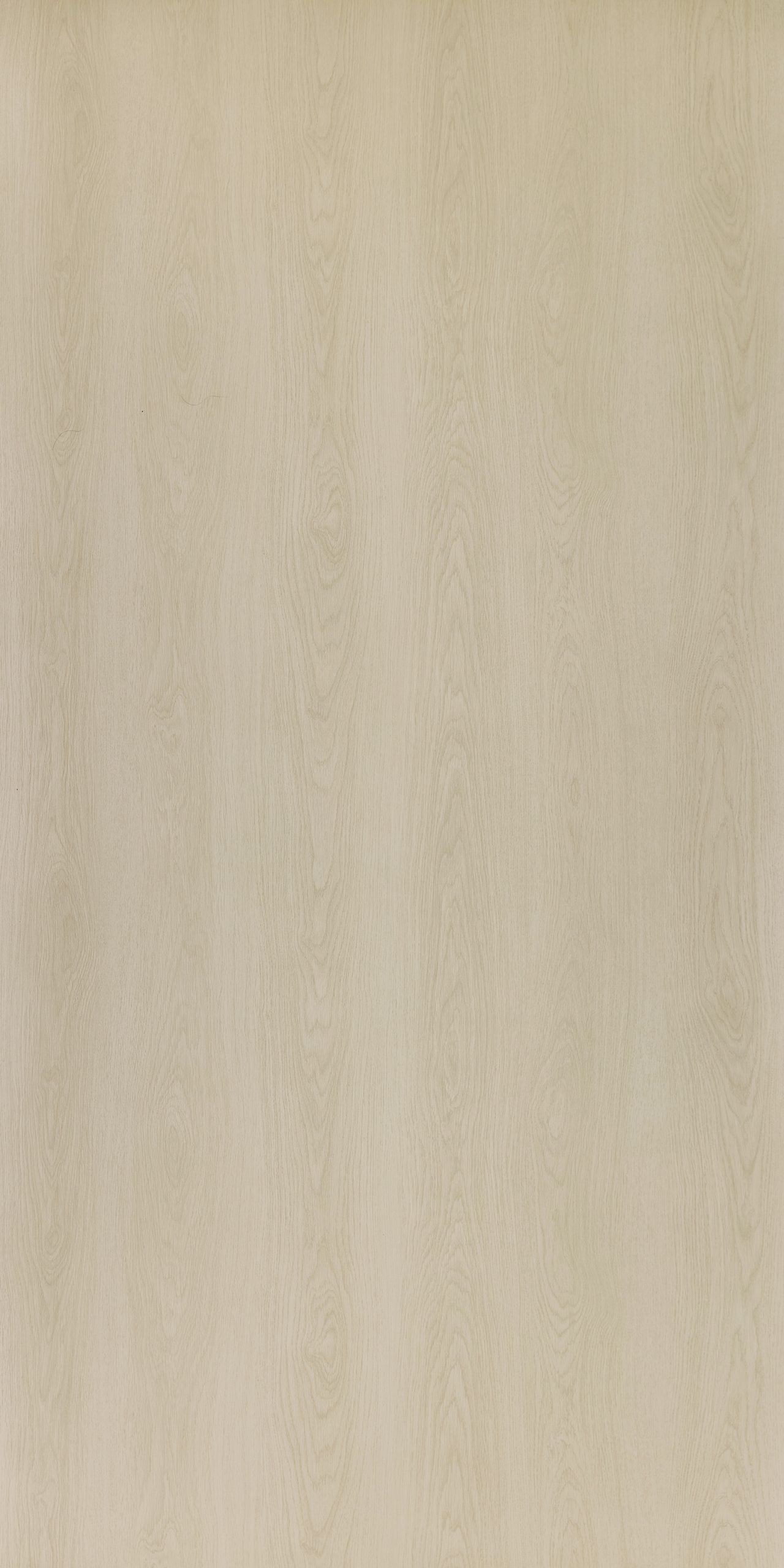 Canyon Oak