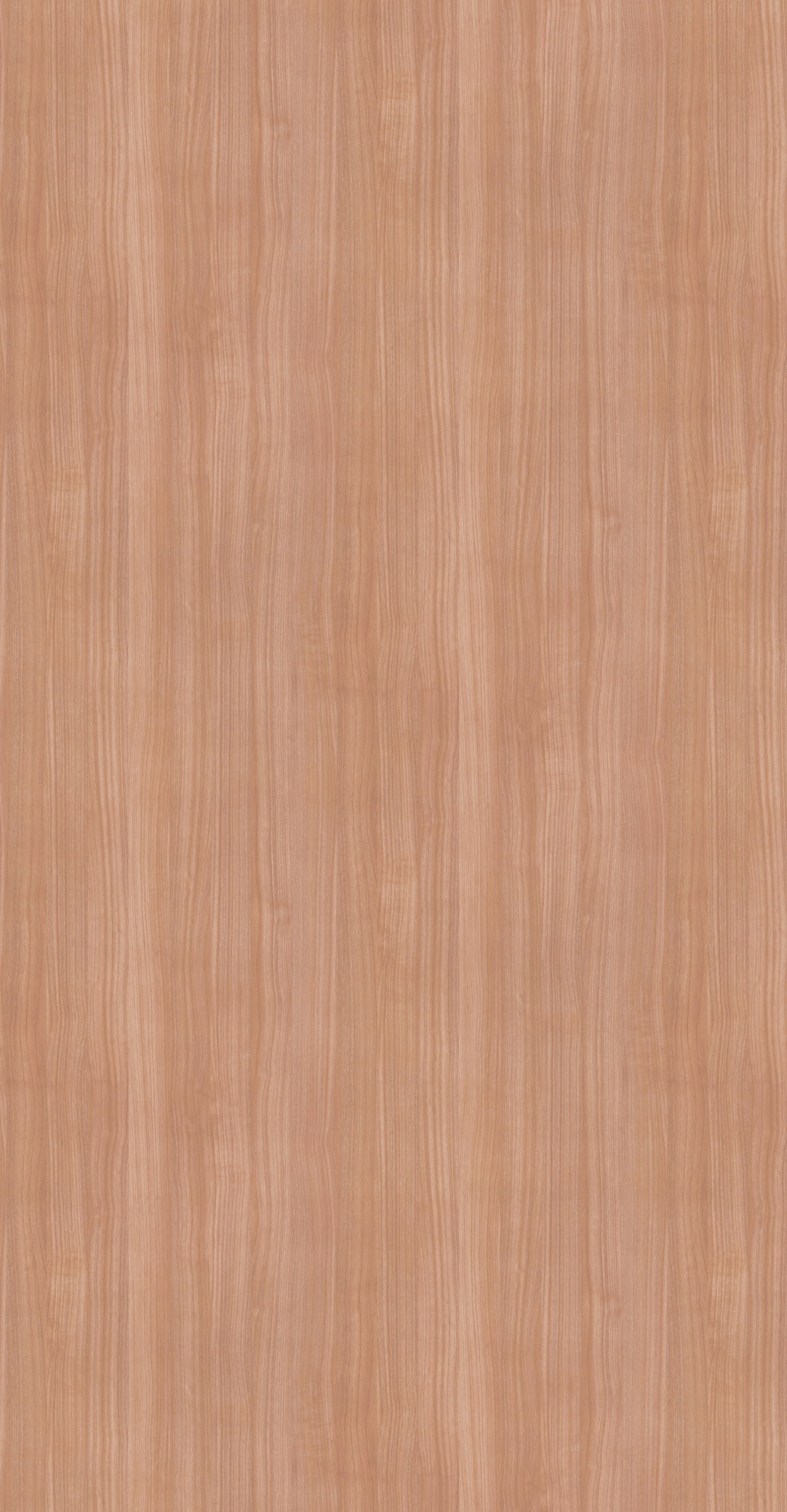 Pin Oak Honey