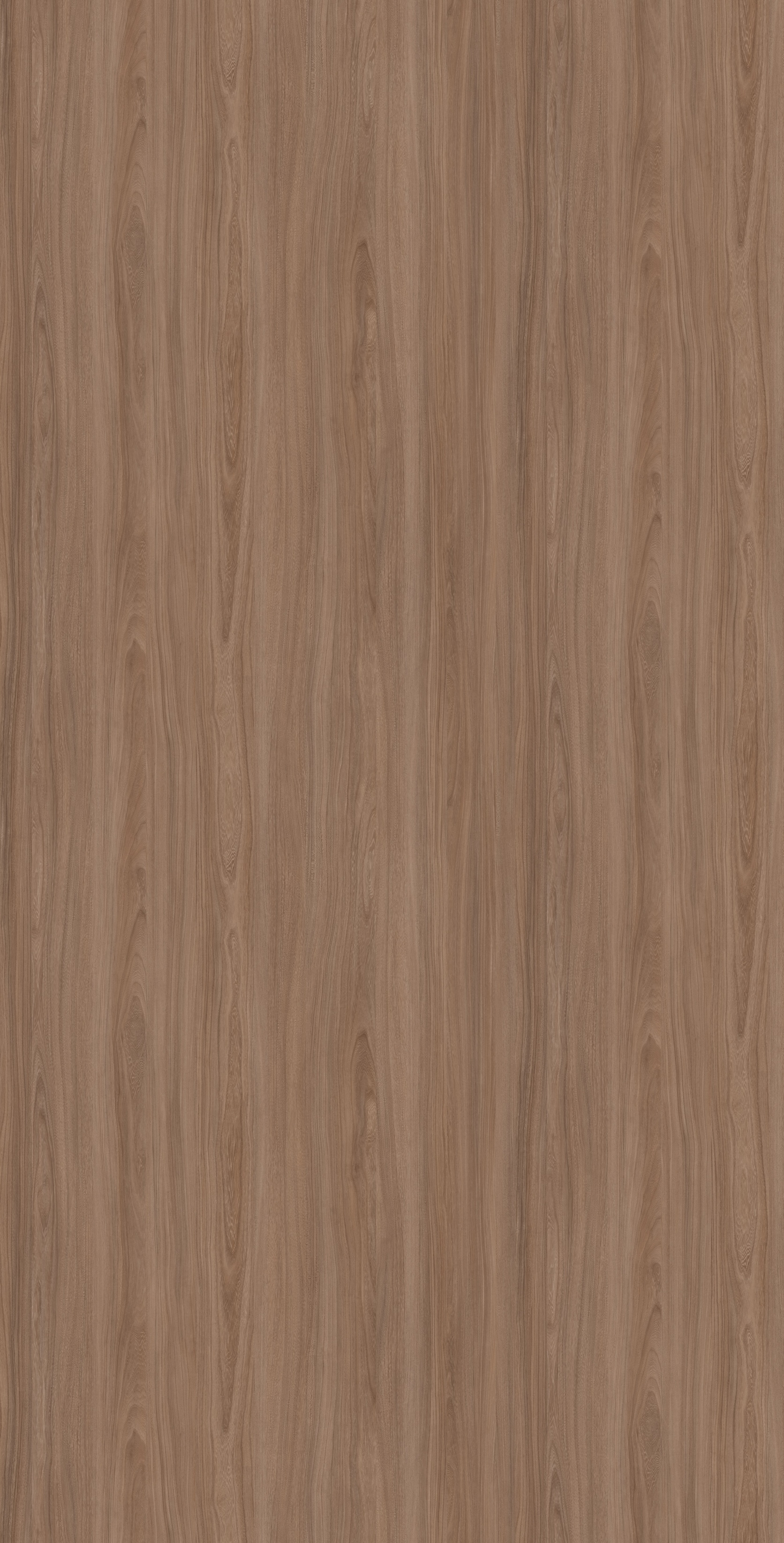 Piazze Elm Yin