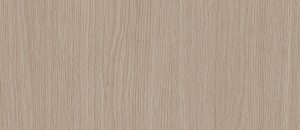 Saler Oak